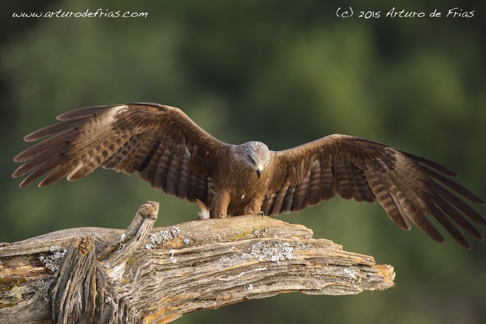 Black Kite Landing