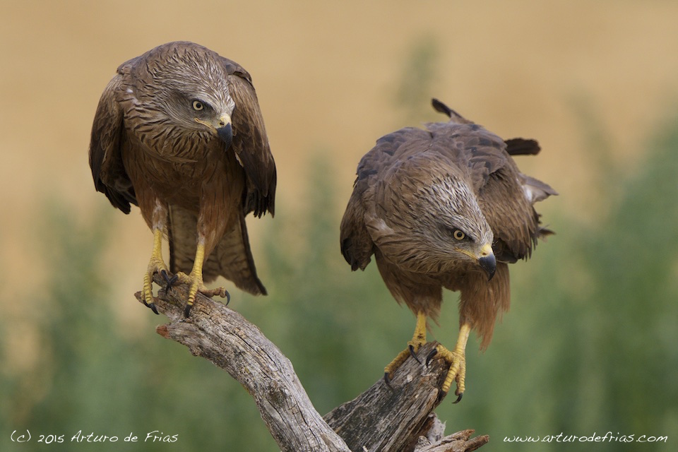 Black Kites