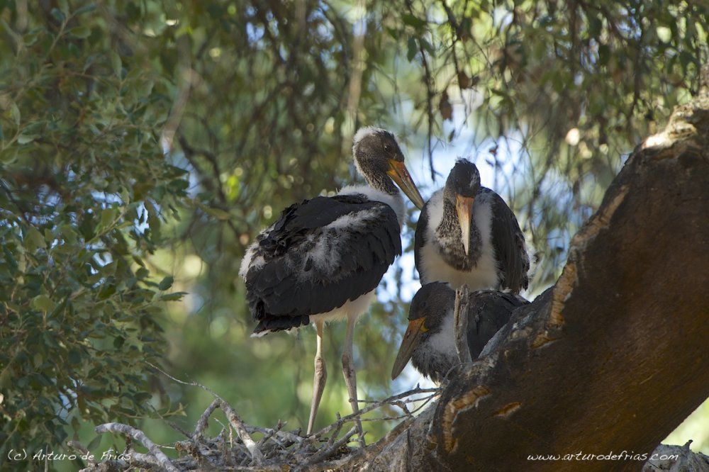 Black Stork Chicks