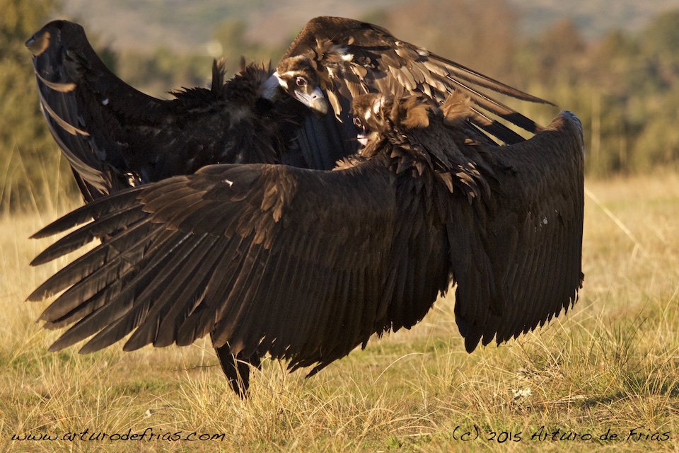 Vulture Culture