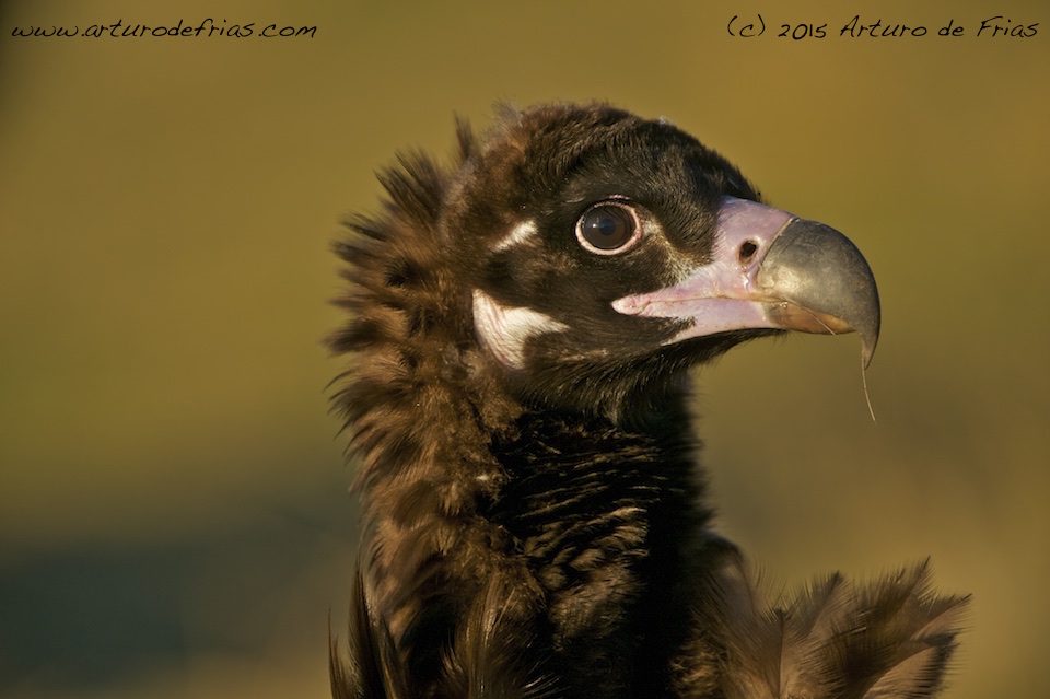 Black Vulture Closeup