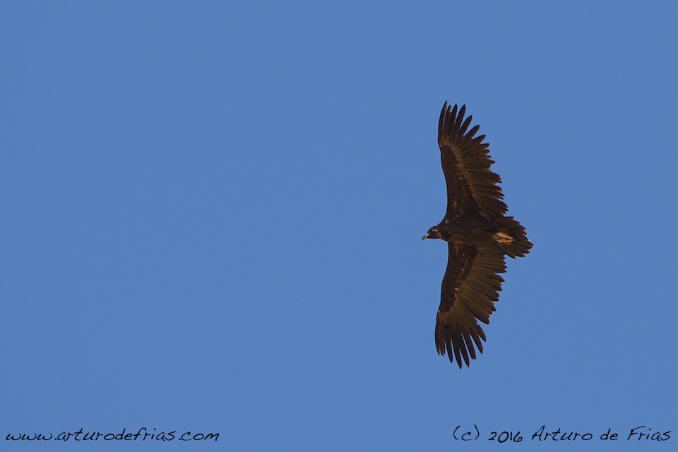 Black Vulture