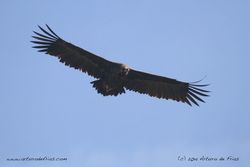 Black Vulture in Flight