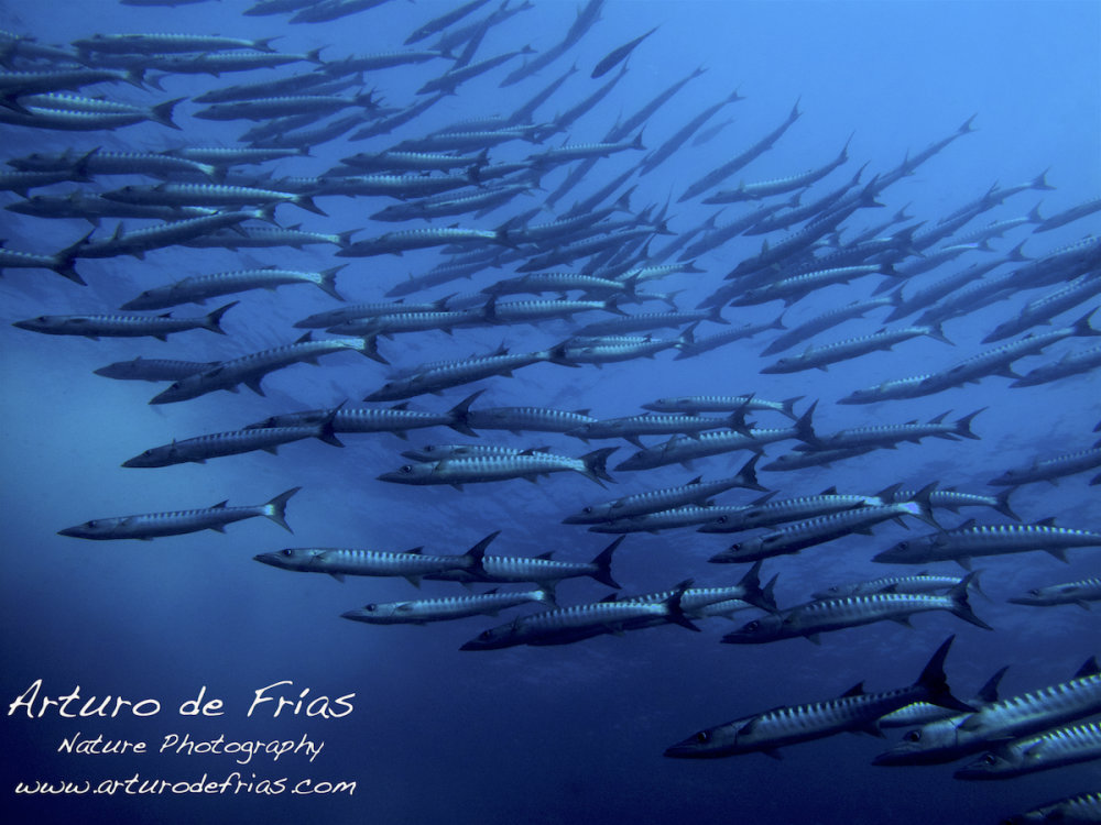 School of Barracuda