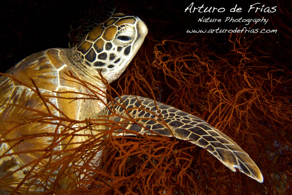 Green Turtle
