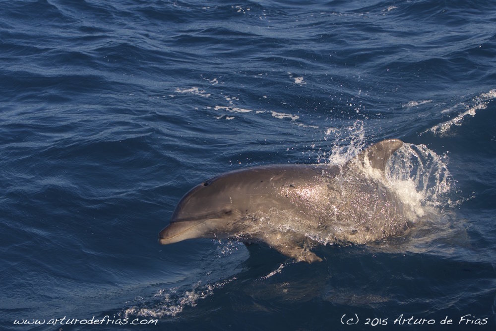 Bottlenose Dolphin porpoising