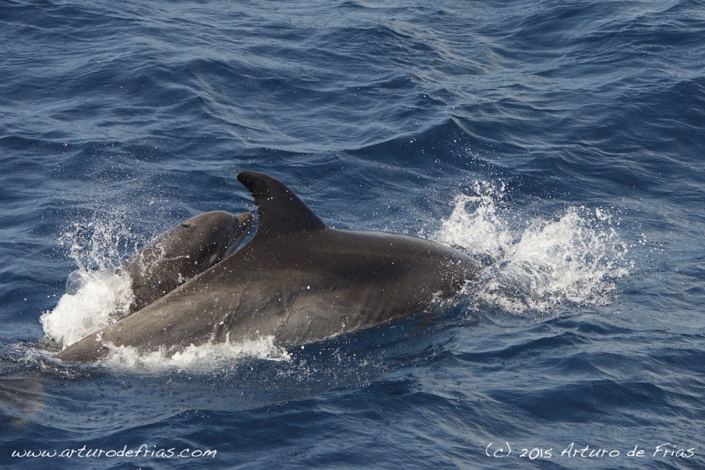 Bottlenose Mum and Baby