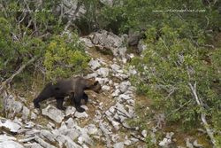 Brown Bear