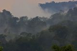 Bwindi Impenetrable Forest, Uganda