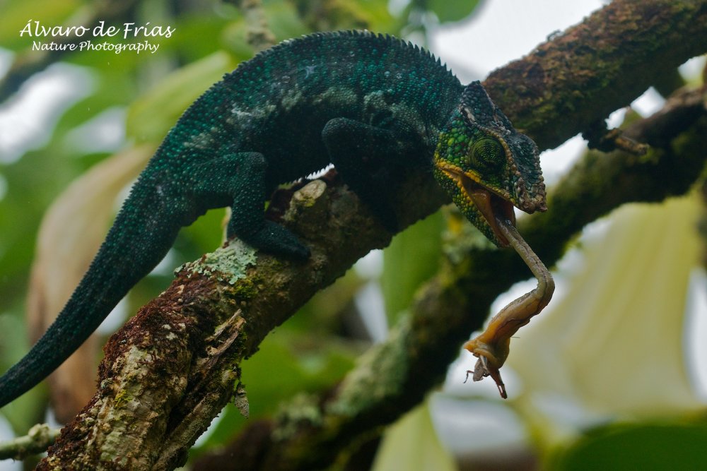 Panther Chameleon having a snack