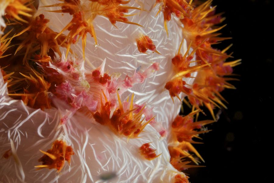 Candy Crab