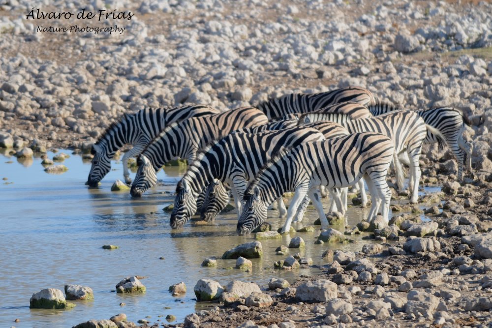 Zebras in Etosha