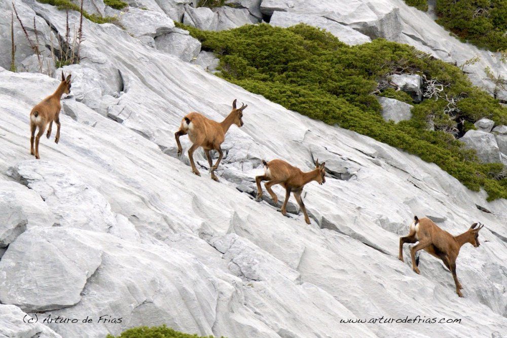 Chamois downhill