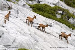 Chamois downhill