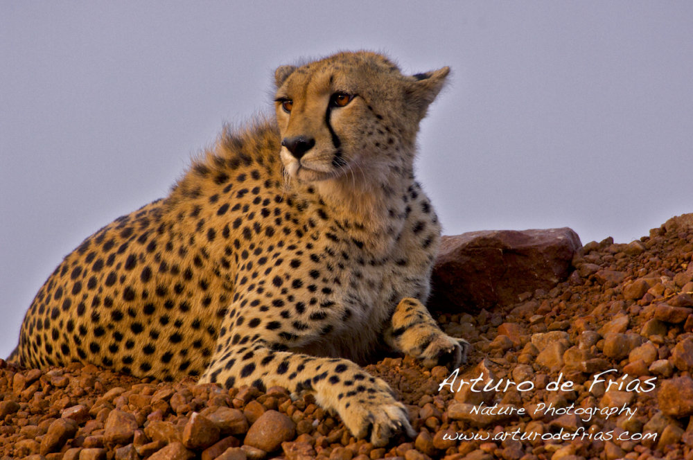 Cheetah on a mound