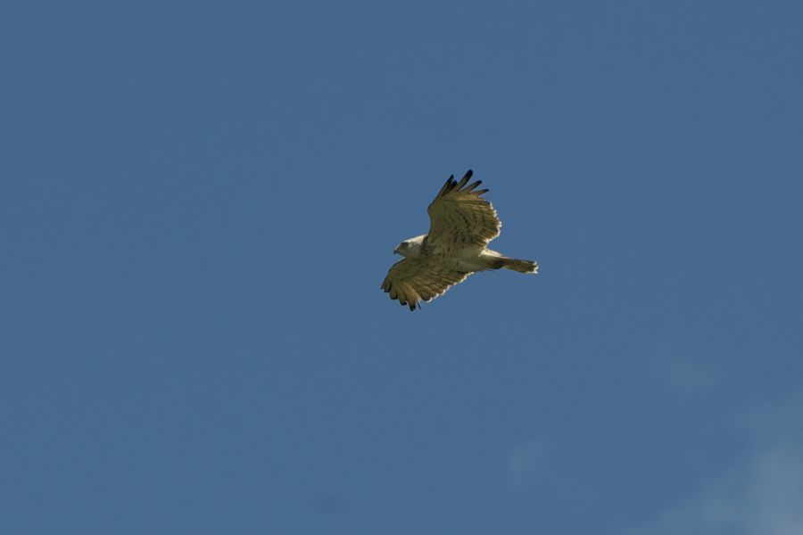 Short-Toed Snake Eagle
