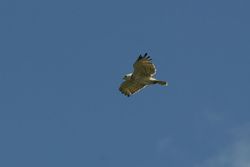 Short-Toed Snake Eagle