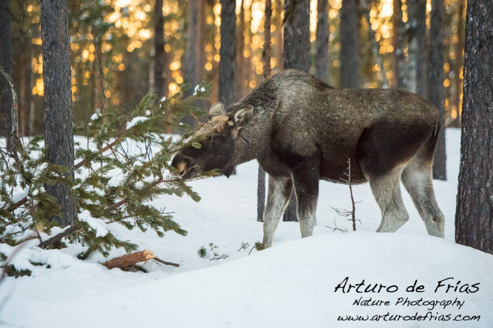 Huge Male Moose browsing on tree shoots