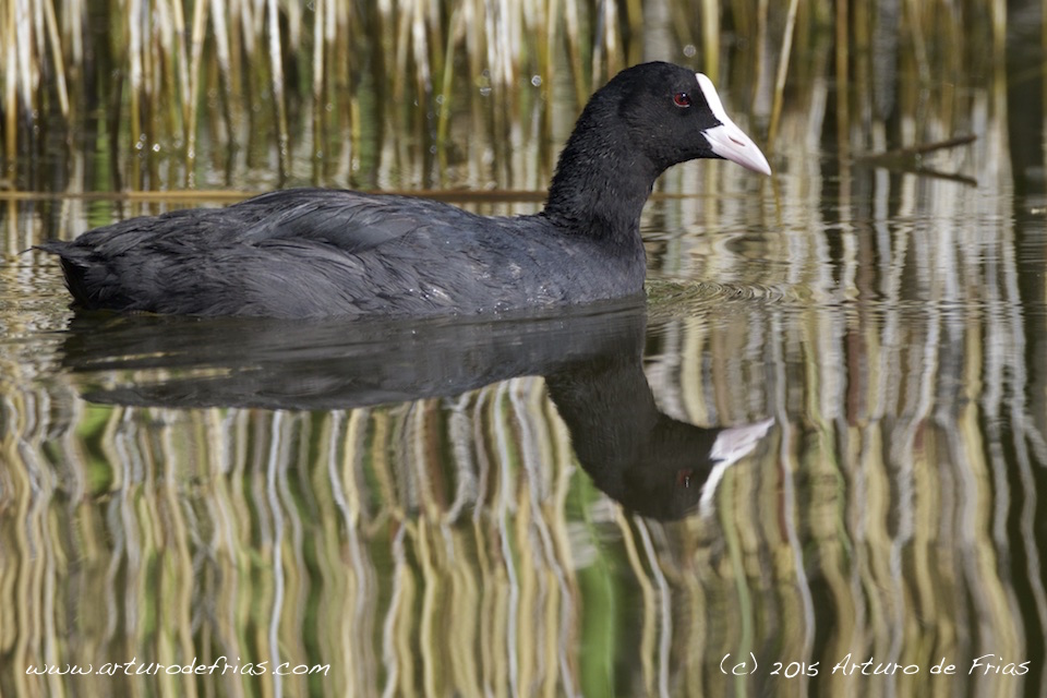 Coot