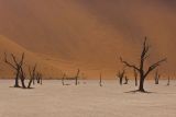 Dead Vlei, Namibia