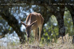 Deer Hind from Below