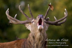 Red Deer stag bellowing
