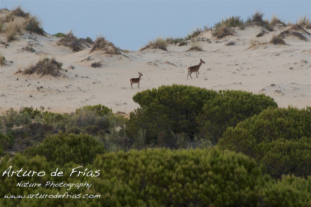 Deer in the Dunes