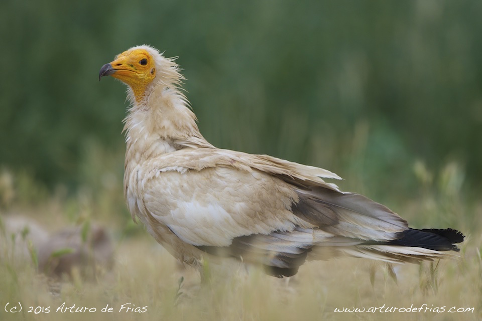 Egyptian Vulture