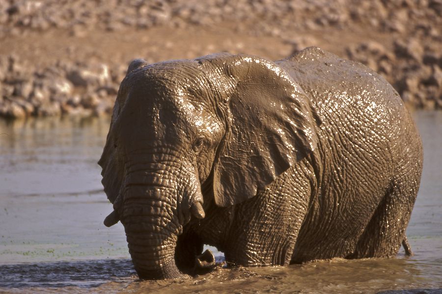 Melted bronze Elephant