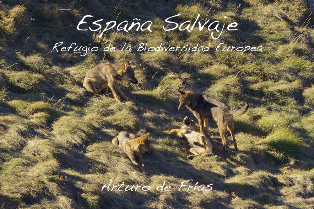 Portada - España