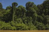 Rainforest, Borneo