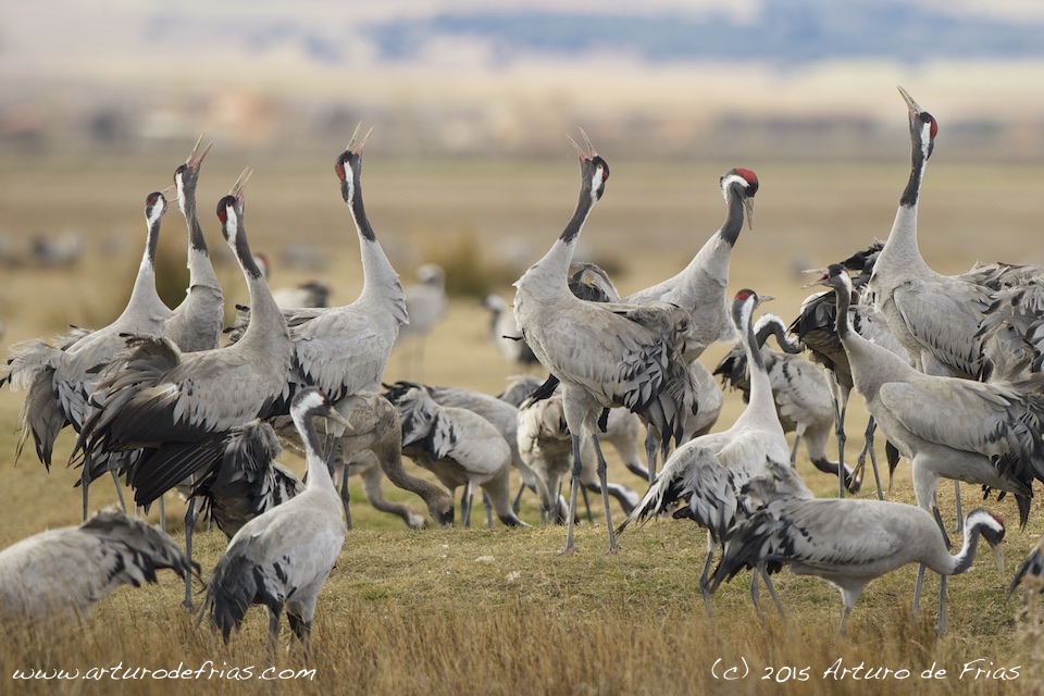 Eurasian Crane Displaying