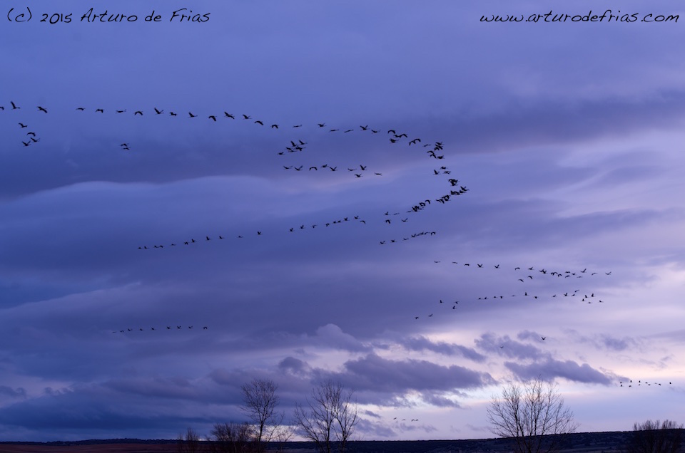 Eurasian Cranes at Sunset