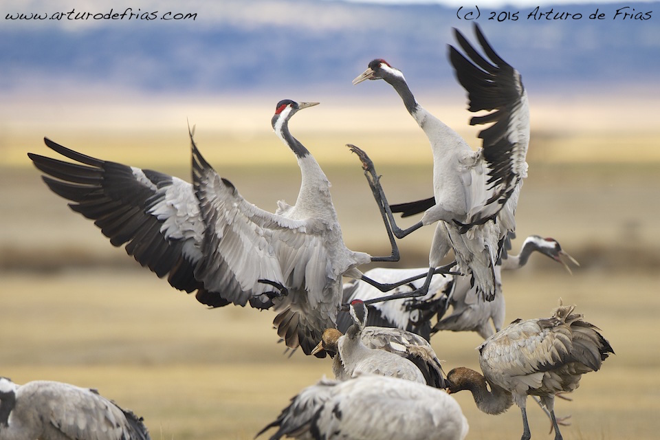 Cranes Fighting
