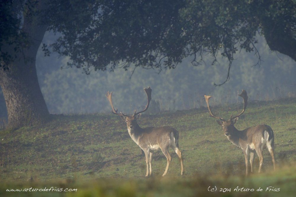 Two Fallow Deer males