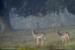 Two Fallow Deer males