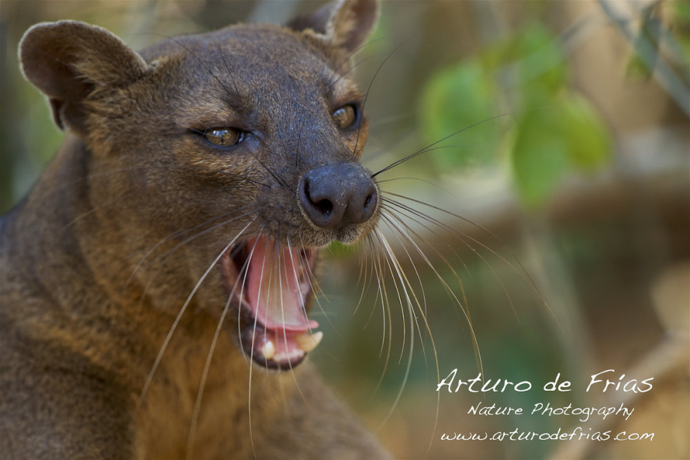 Fearsome Fossa