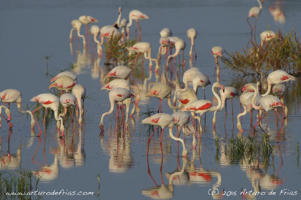 Flamingos in the 'Marisma Madre'