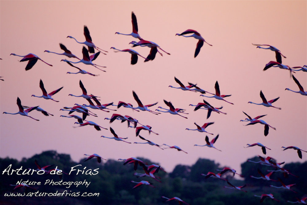 Flock of Flamingoes at Sunset