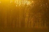 Bandhavgarh, India