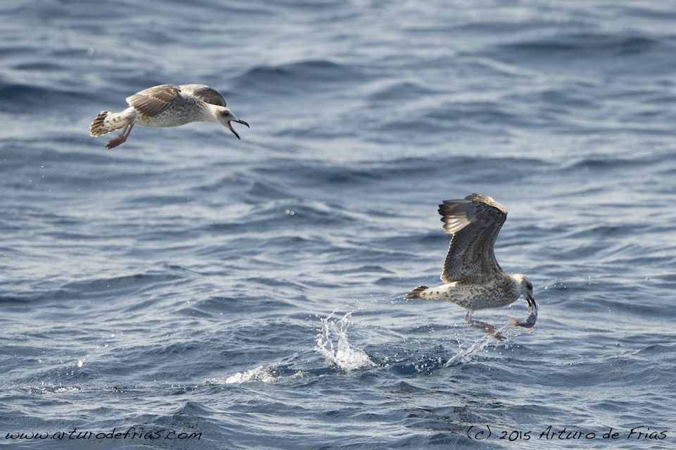 Sea Gulls Fishing