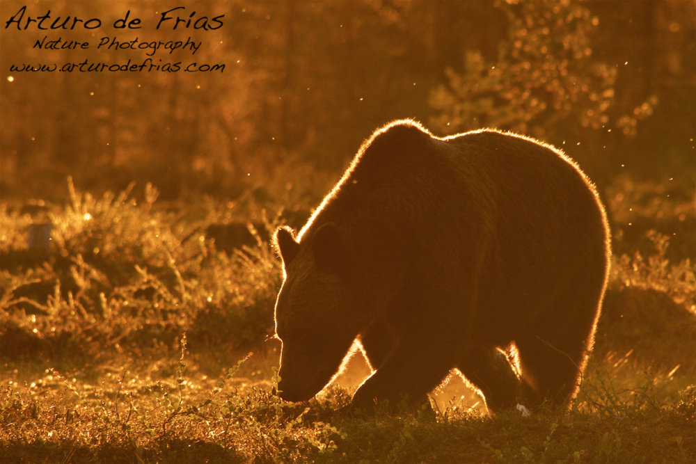 Golden Halo Bear I
