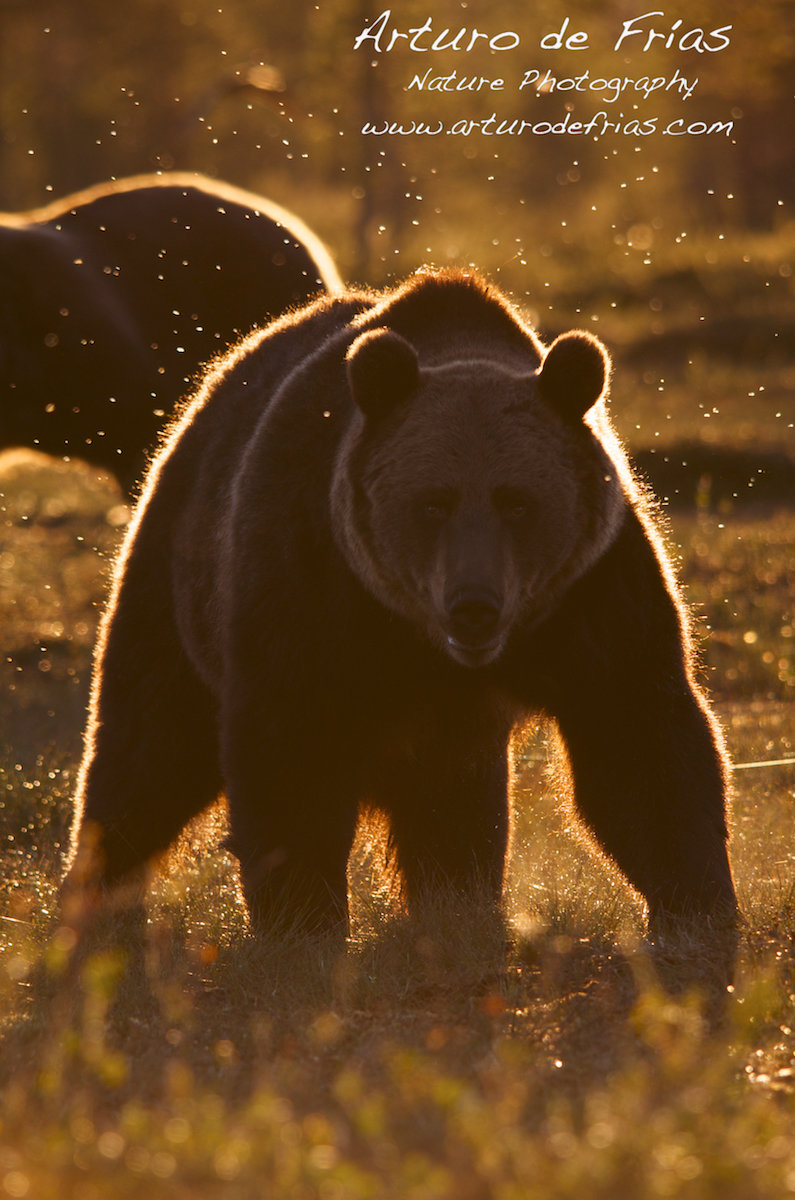 Golden Halo Bear II