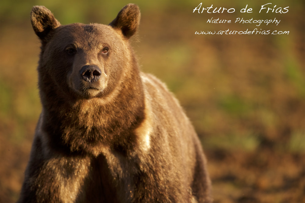Golden Bear