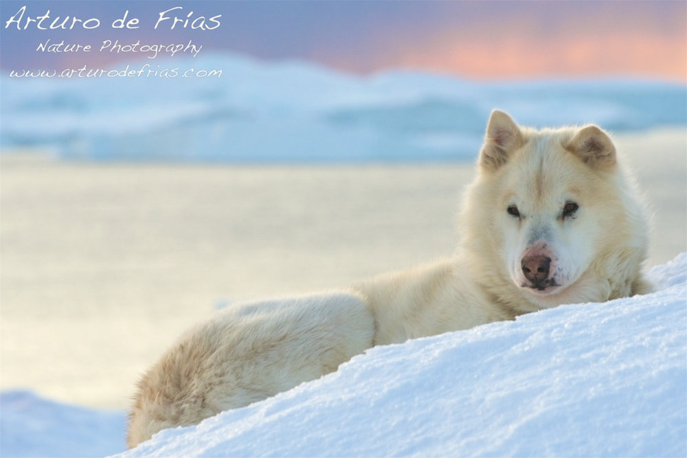 Greenland Sled Dog
