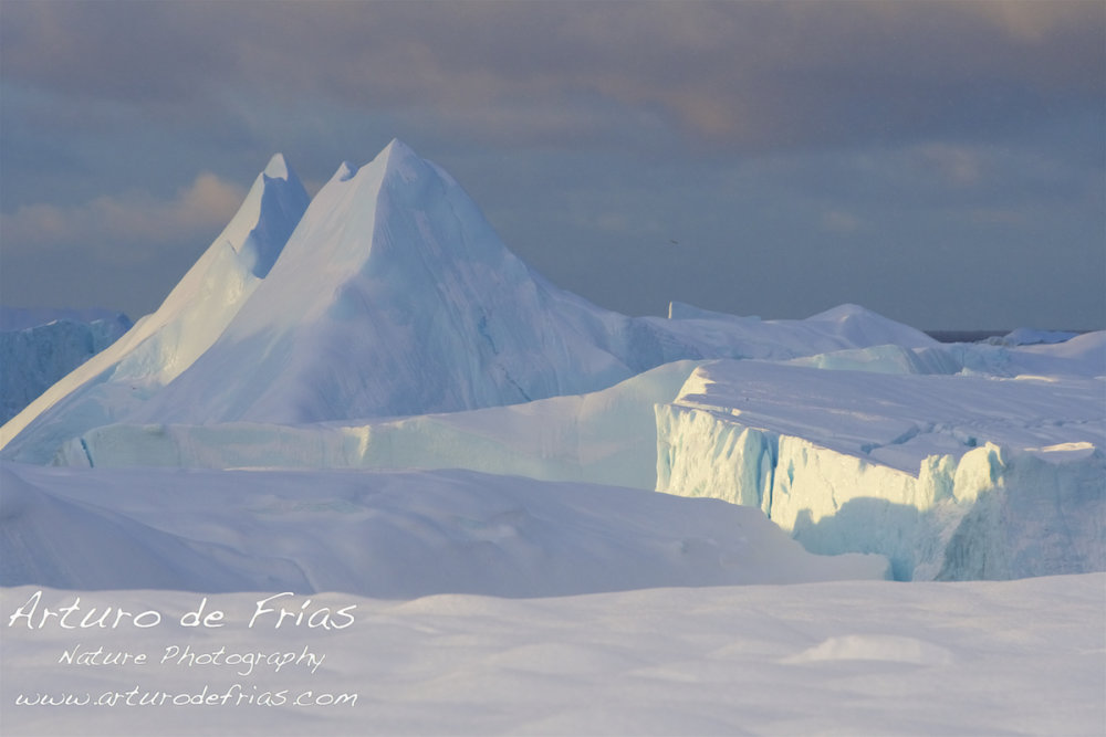 Icebergs in Disko Bay