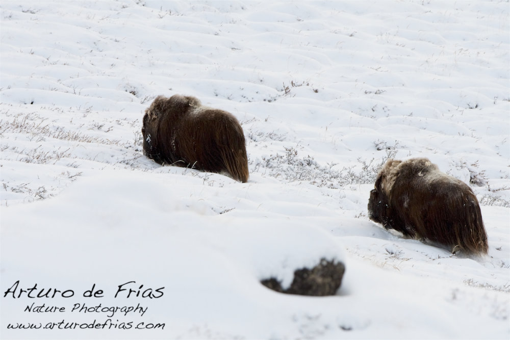 Two Musk Ox males