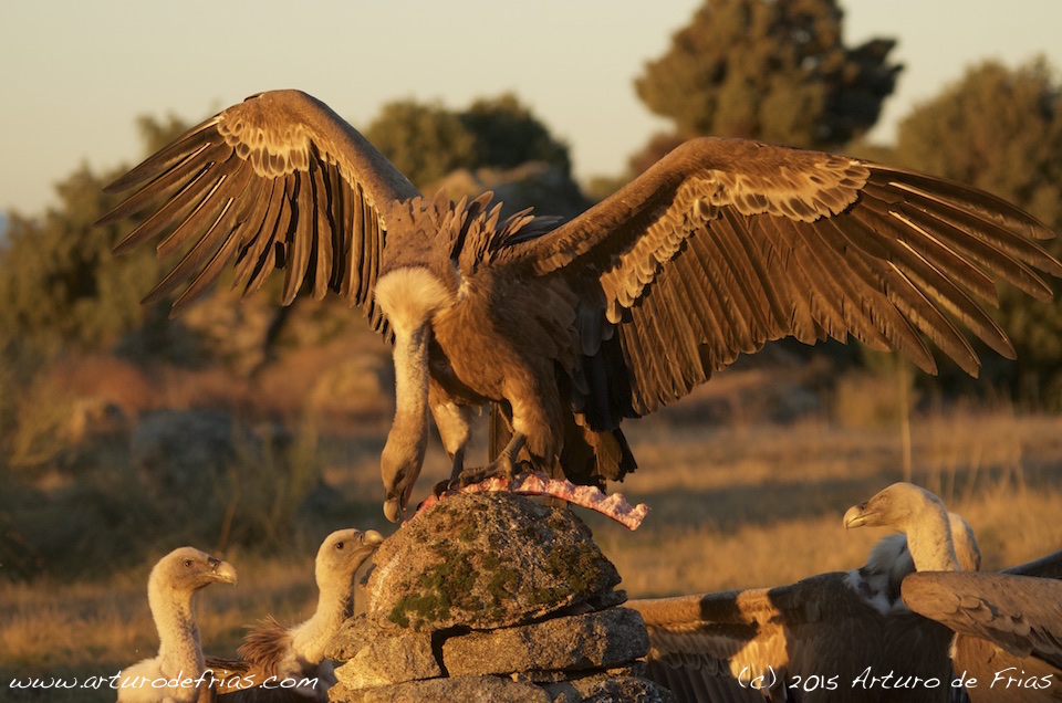 King of Vultures