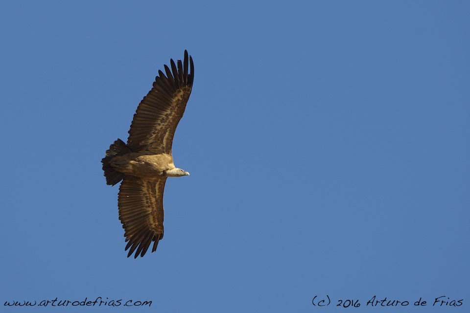 Griffon