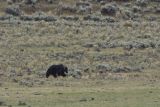 Grizzly